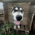 Tomasik
